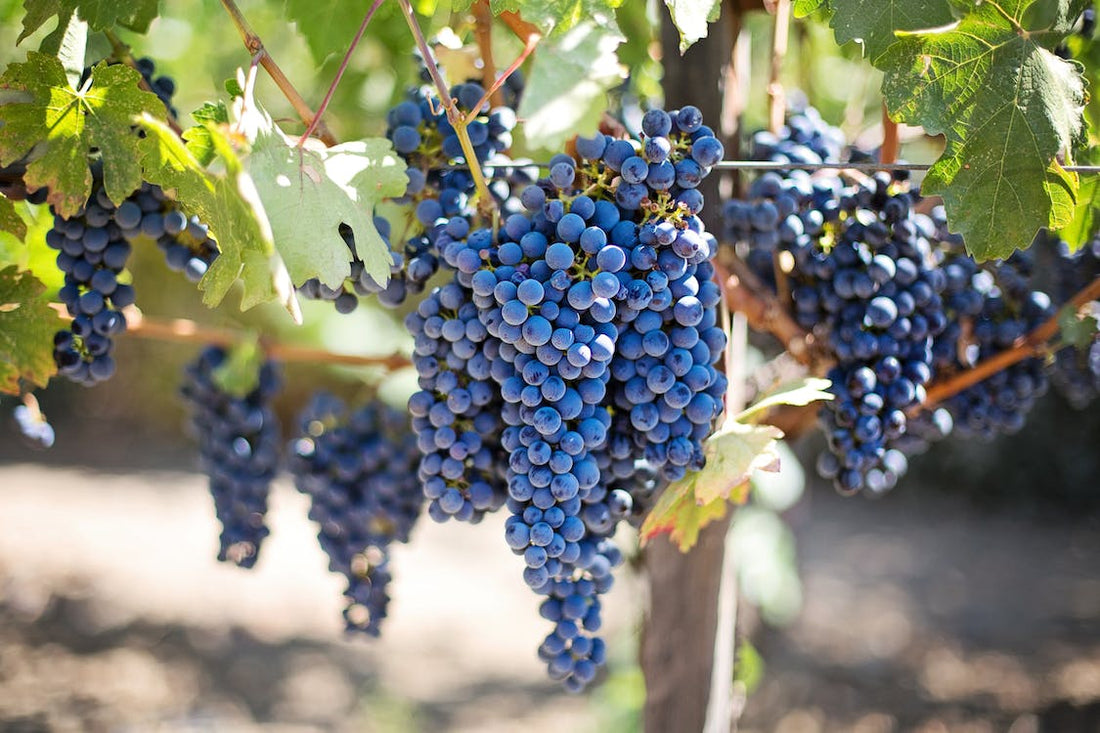 Resveratrol